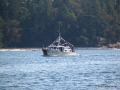 534-WesternYew.JPG