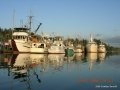 2006-CowBay-1.jpg