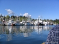 2007CowBay... (1).JPG