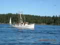 Petrel