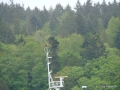 Osprey on  'Dominion'